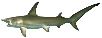 Hammerhead