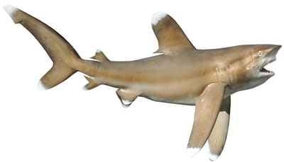 Oceanic White Tip