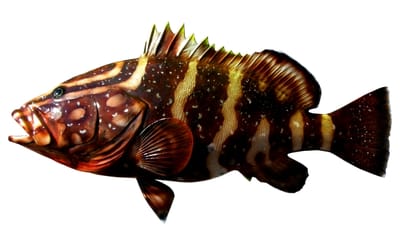 Nassau Grouper