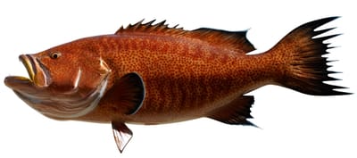 Scamp Grouper