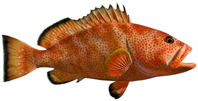Strawberry Grouper