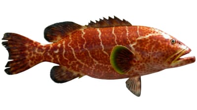 Tiger Grouper