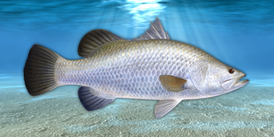 Barramundi