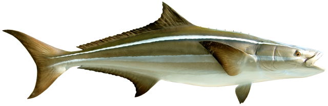 Cobia