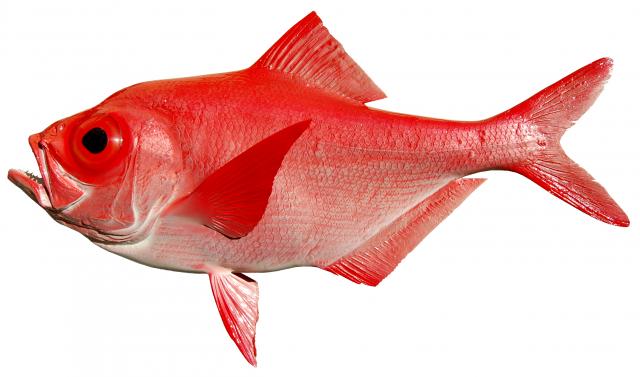 Alfonsino