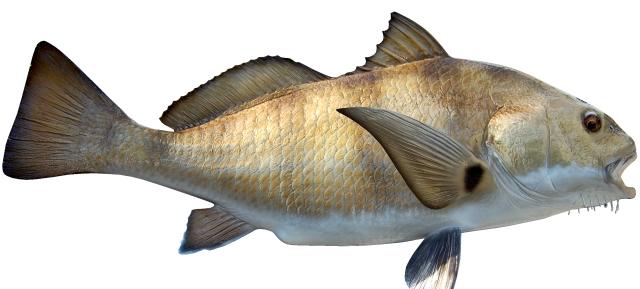 Black Drum