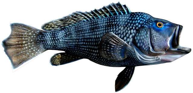 Black Sea Bass
