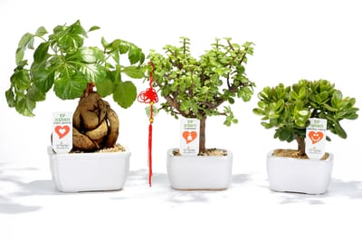 בסוף שנת 2016 מגיע ללקוחות שלכם לקבל מכם מתנות ממותגות שנותנות יותר, עם מסר אישי ממותג