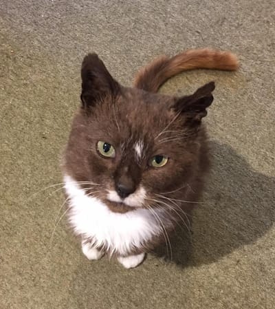Lost a Cat? image