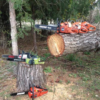 Tree information  image