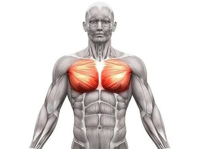 The Chest Region Teaining