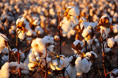 Burkina Faso expects cotton ouput to rise