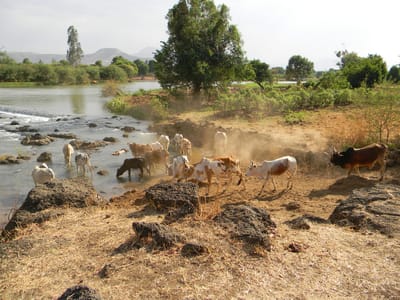 Ethiopia Eyes U.S.$12 Million From Ramadan Meat Export