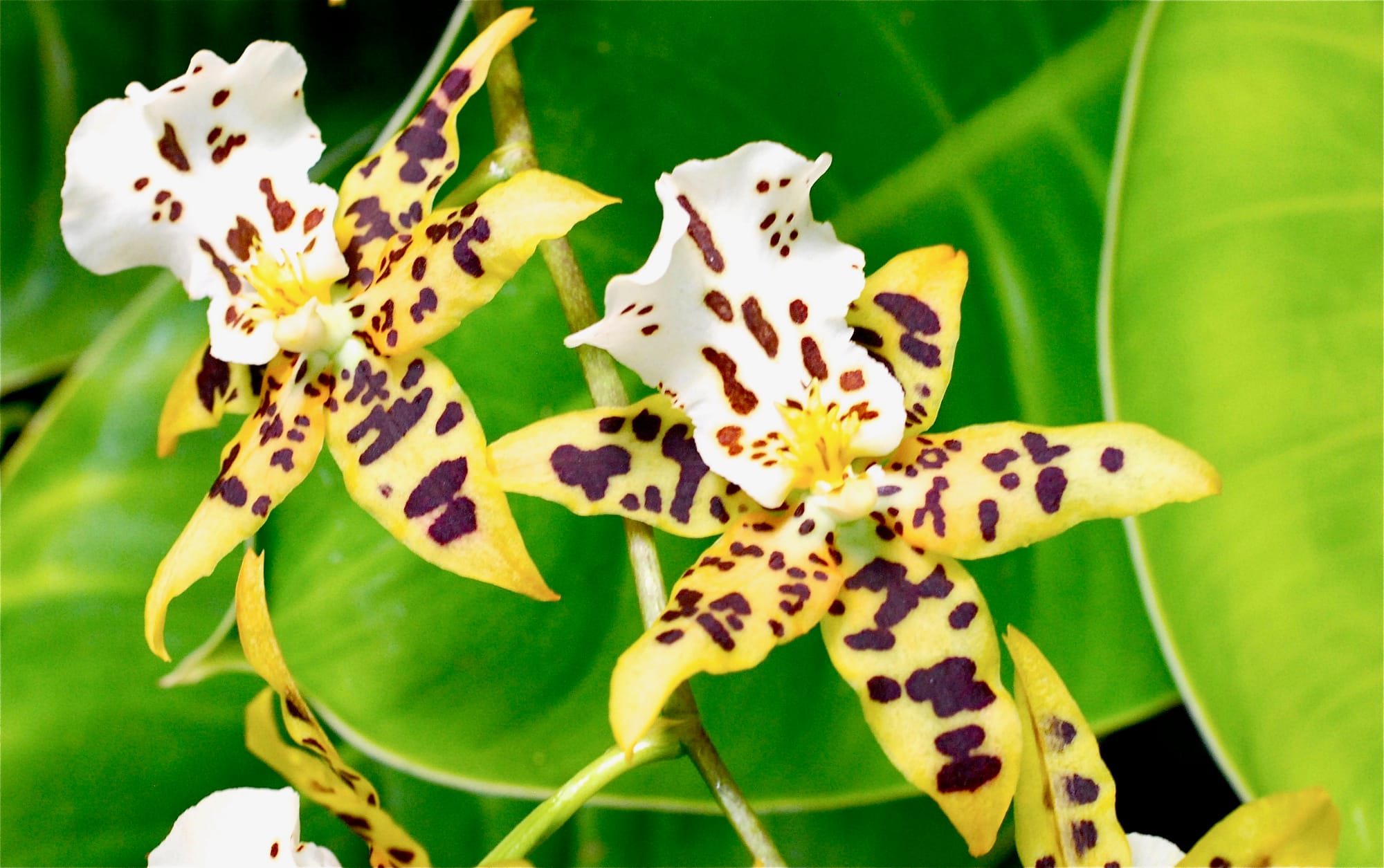 OPT in below Gallery