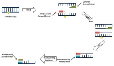 Genetic Link Found Between Immune System and Lymphoma