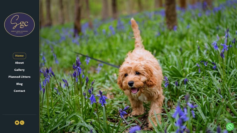 Sheba's Gems cavoodles