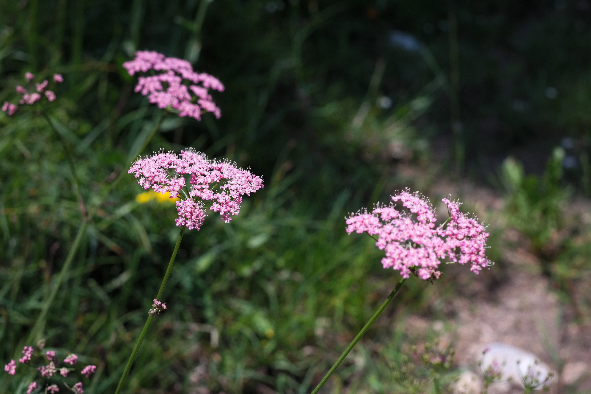 Huskurer för sår, skrubbsår & insektsbett – Naturens eget akutapotek