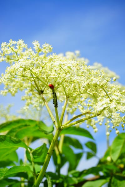 Holunder Blüten Verarbeitung