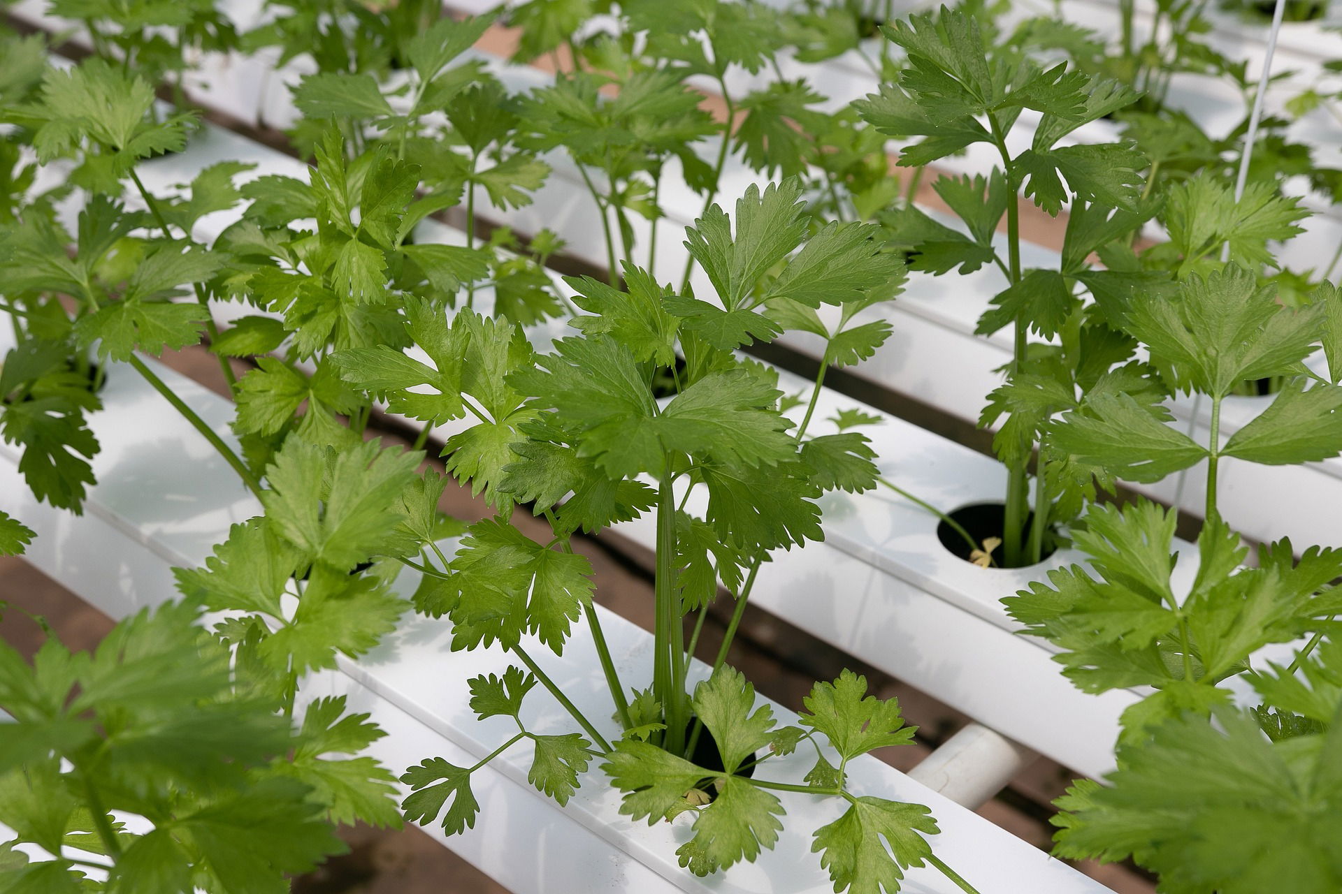 10) Forraje verde hidropónico (alimentación animal eficiente y sostenible)