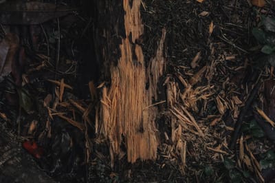 WITCH DOCTOR IN VILNIUS LITHUANIA