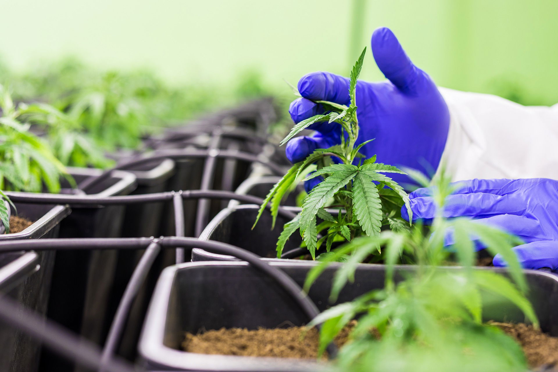 Medical Marijuana Dispensary Guide for Beginners 2023.