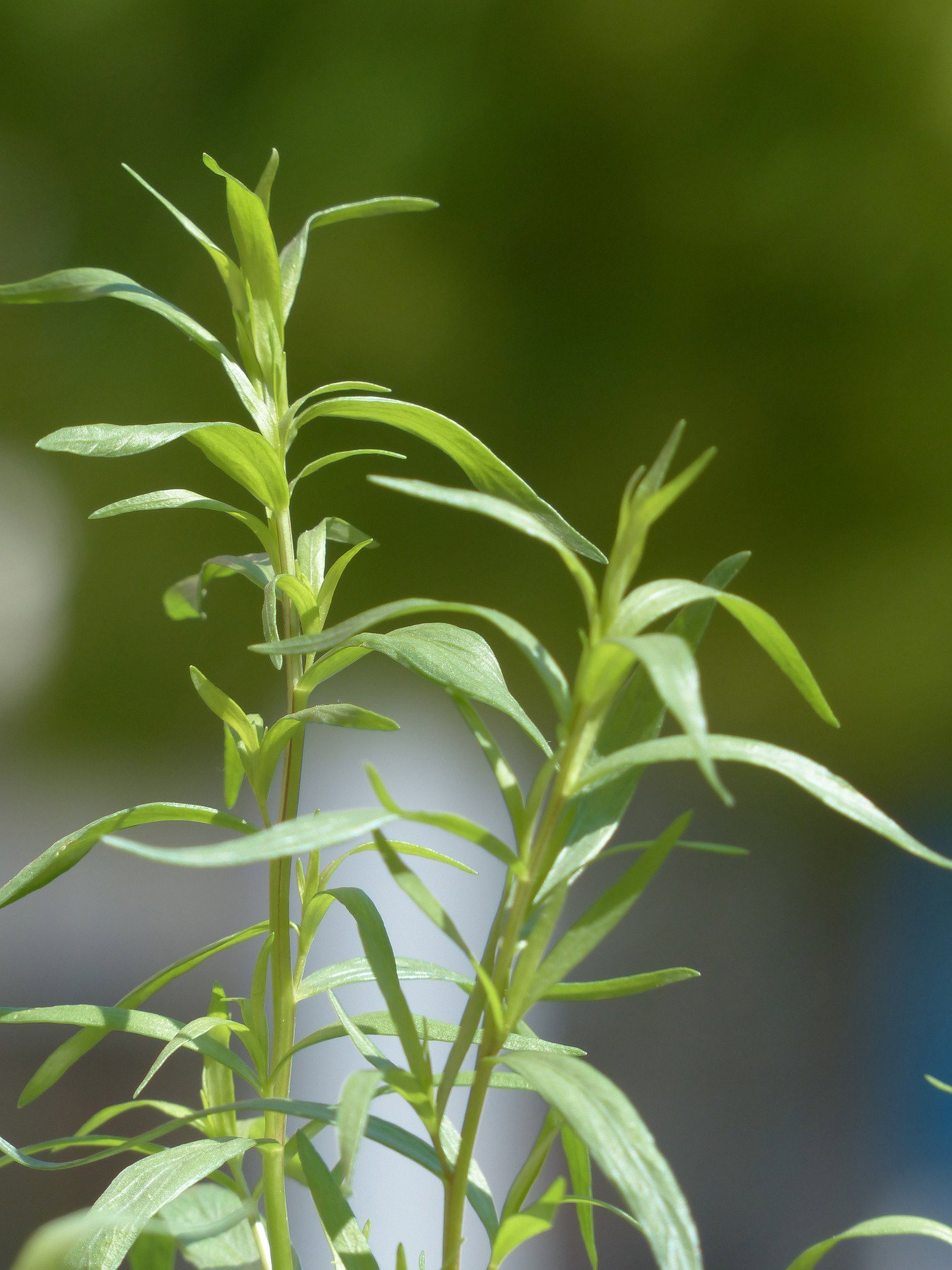 Den ultimata guiden till dragon (Artemisia dracunculus)