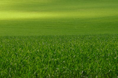 Aeration & Dethatching