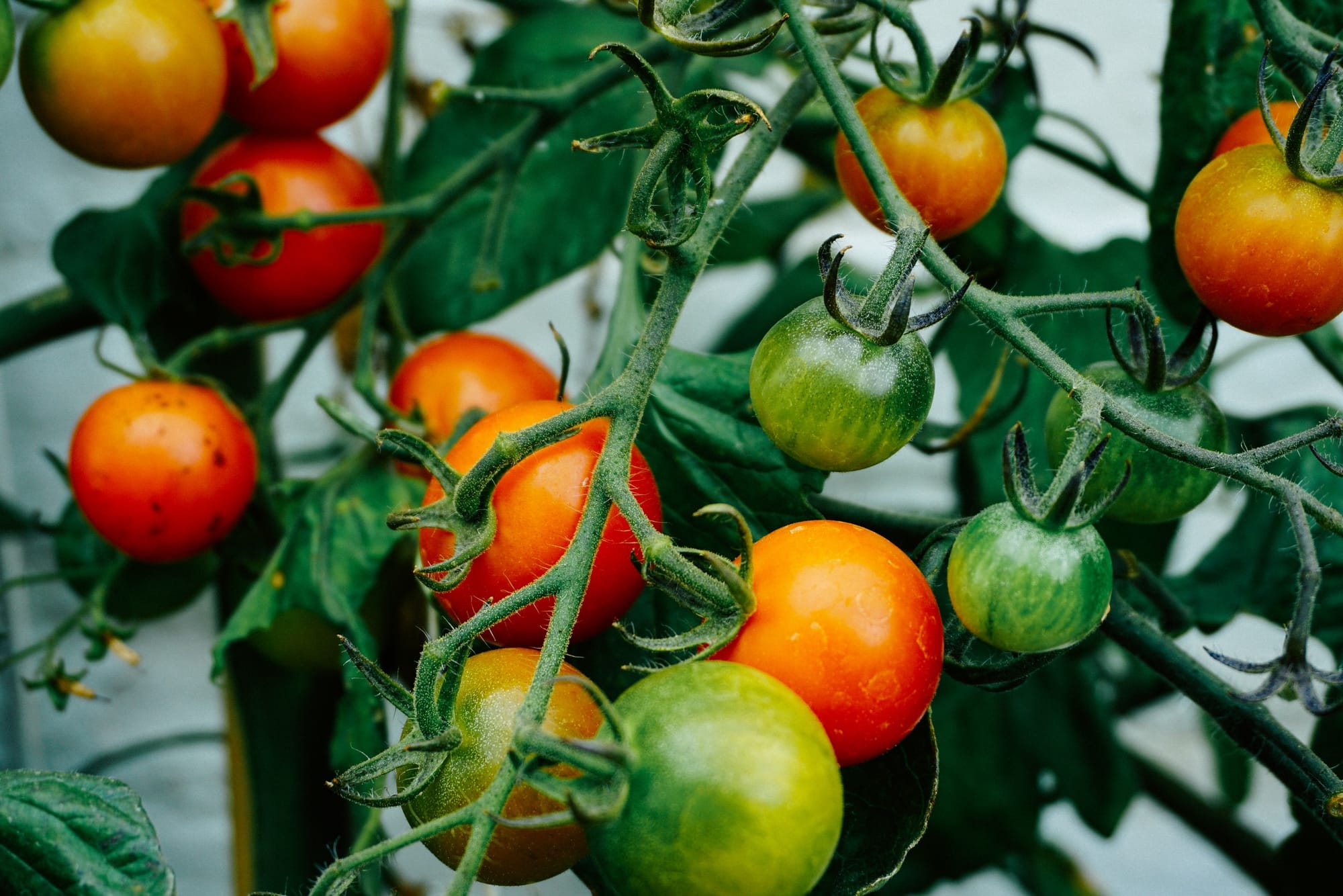 15 Foods You Can Grow In Buckets All Year