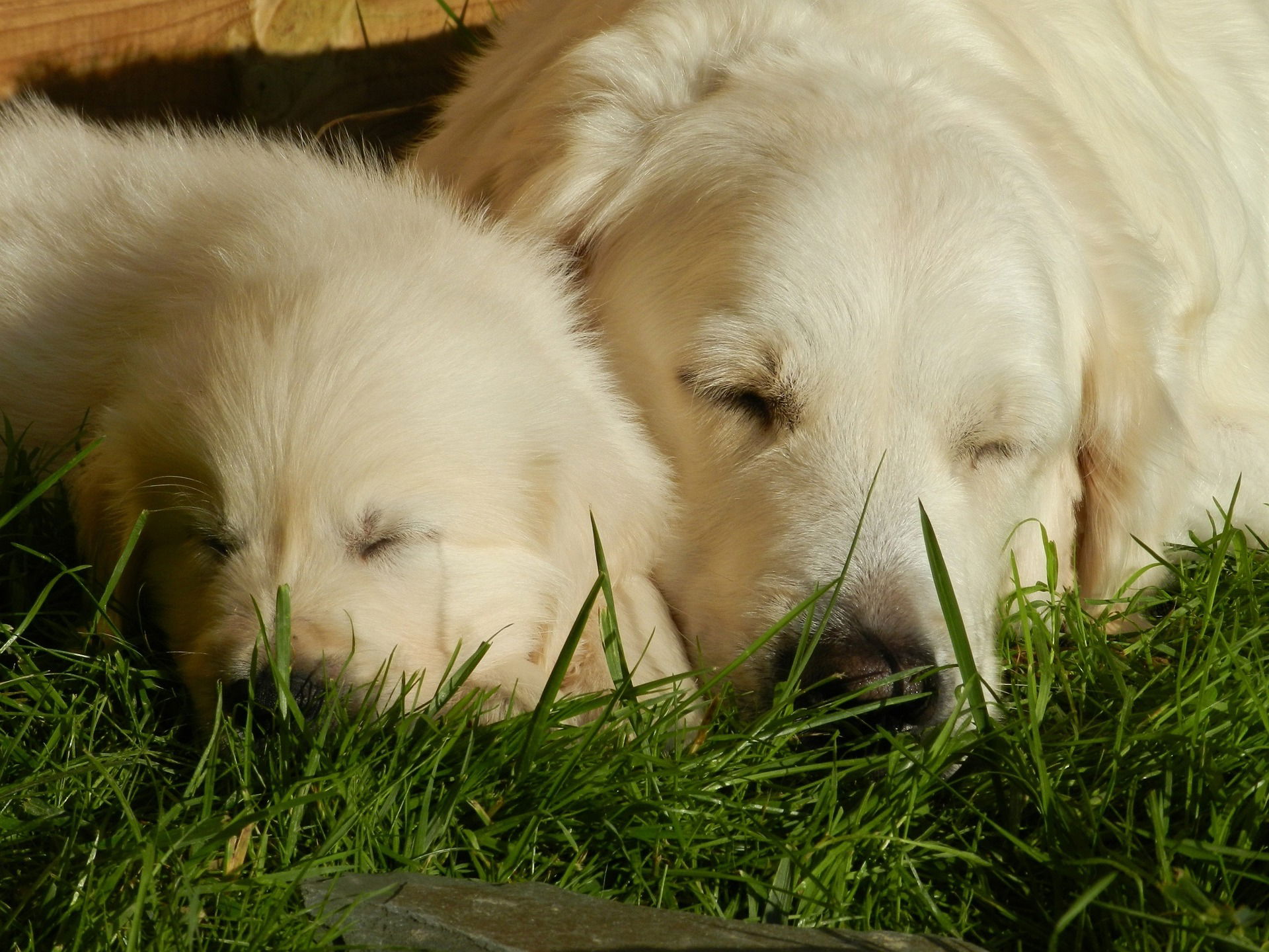 MEGLIO UN CUCCIOLO O UN CANE ADULTO? CHI ACCOGLIERE IN FAMIGLIA