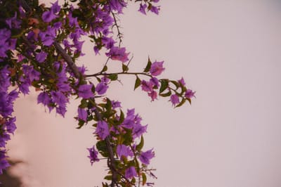 דומה בדומה תרפא