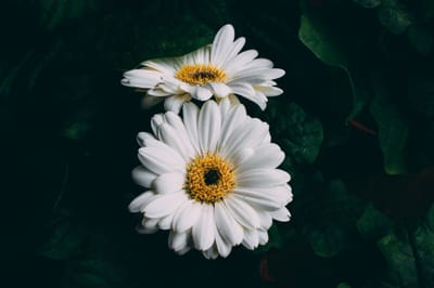 5 Benefits of Natural Elements for Asthma