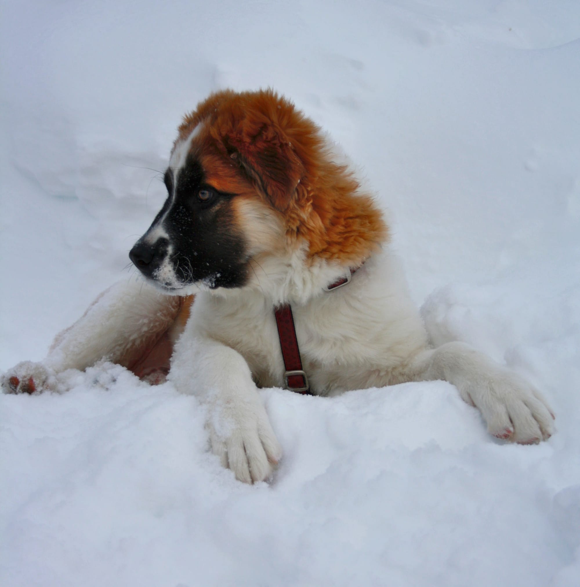 St Bernard Night Before Christmas