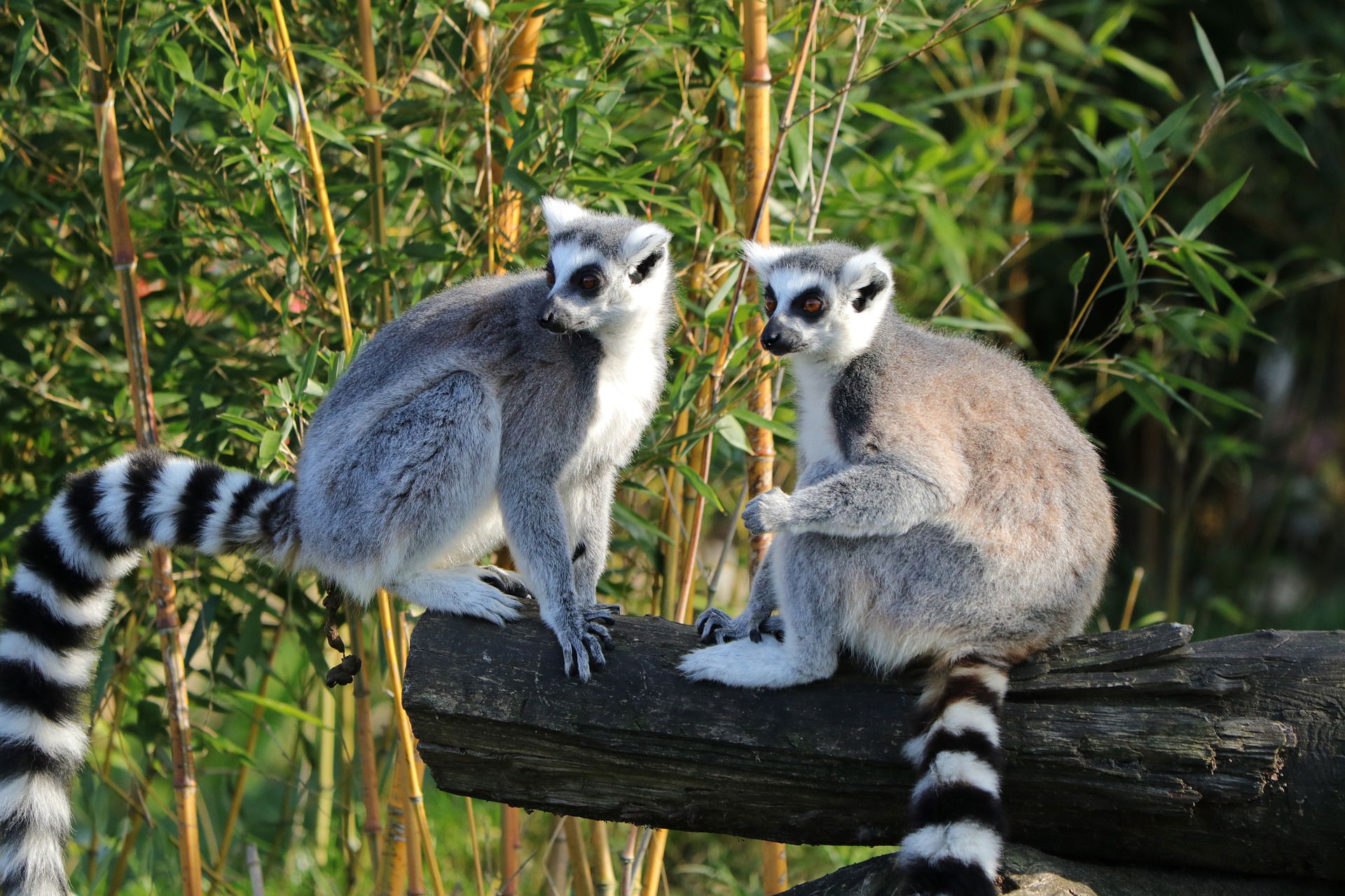 Madagascar: A Treasure Trove of Unparalleled Attractions