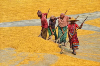 Agribusiness Product Innovation Support 2026