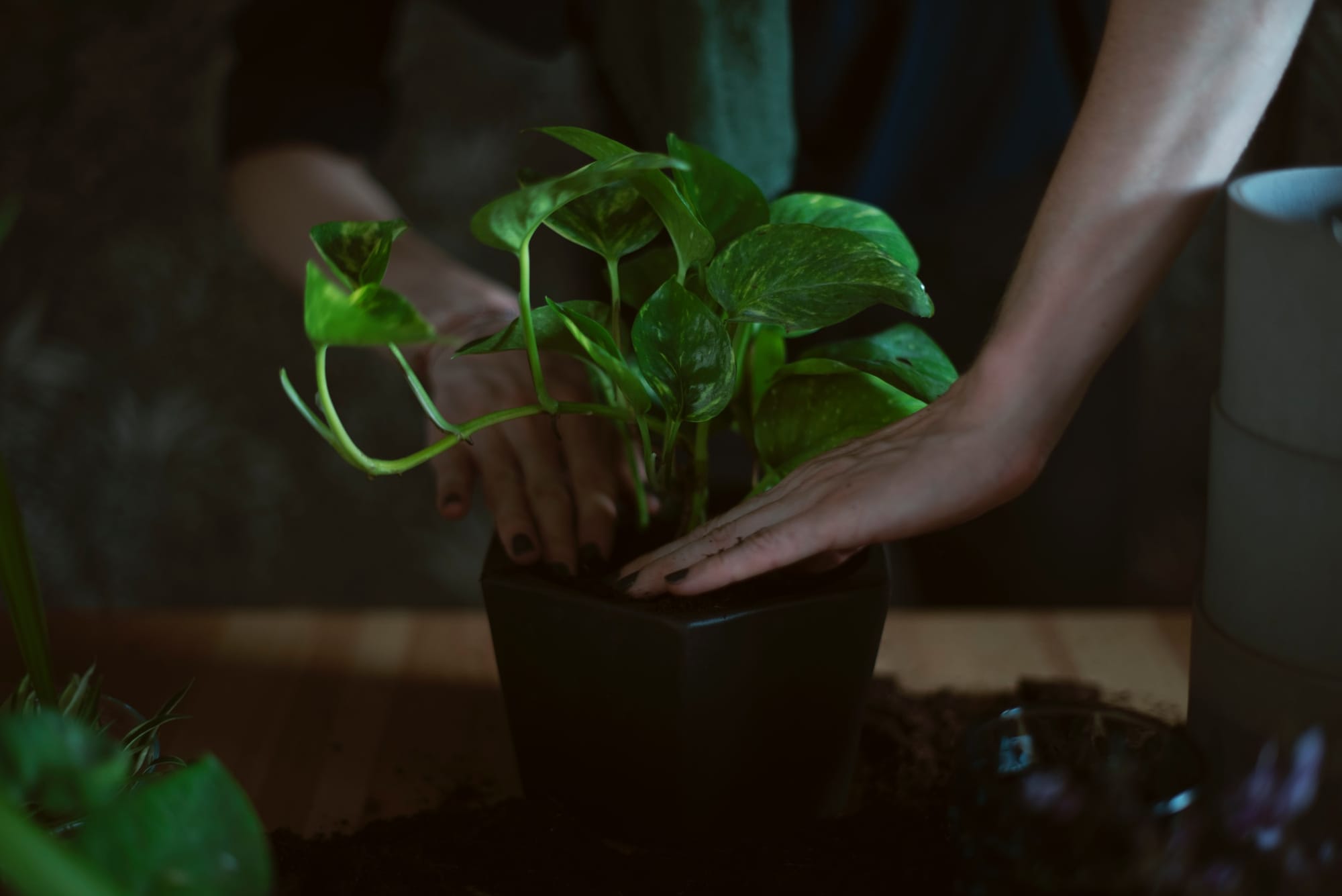 Transplanting