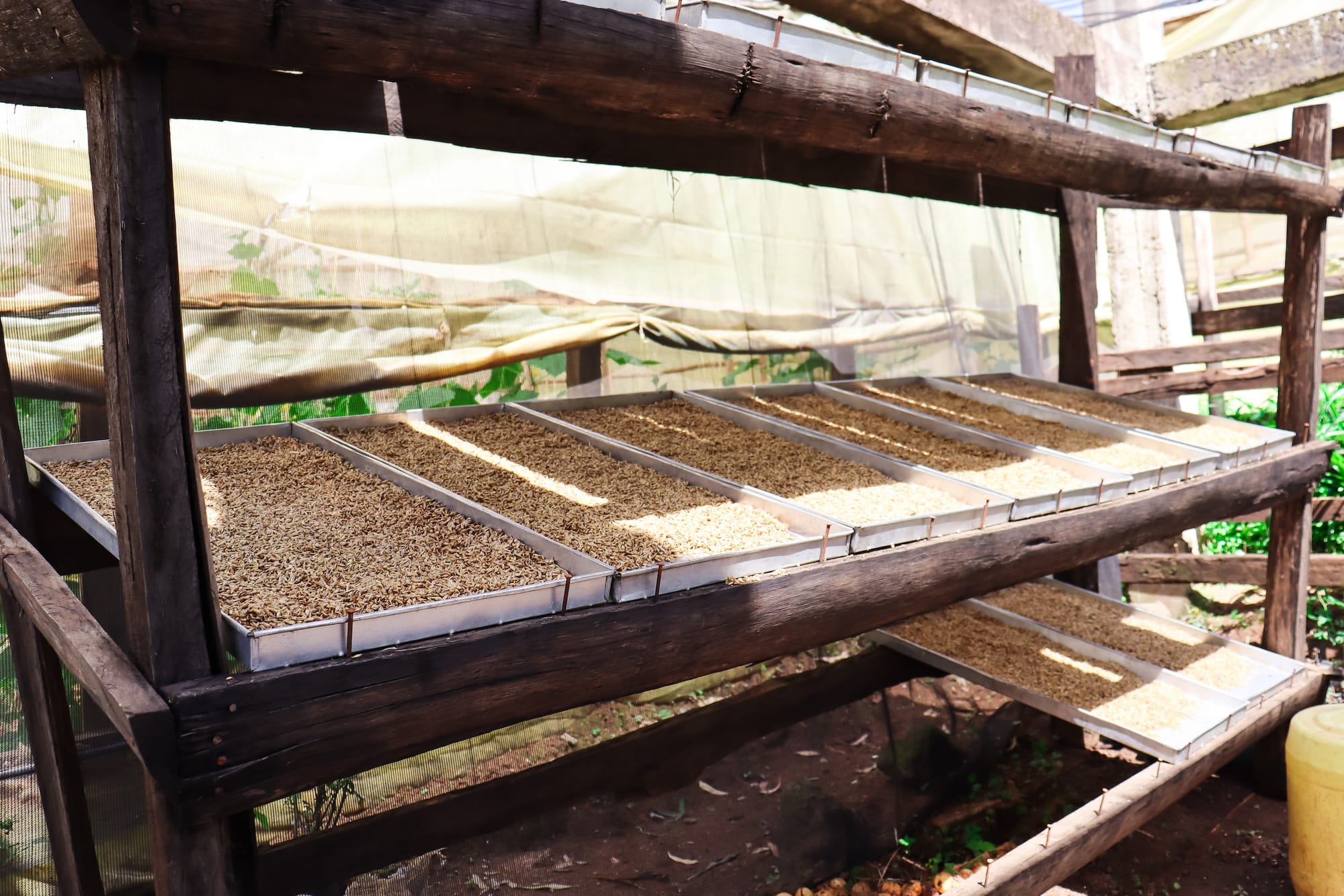 Forraje verde hidropónico (alimentación animal eficiente y sostenible)