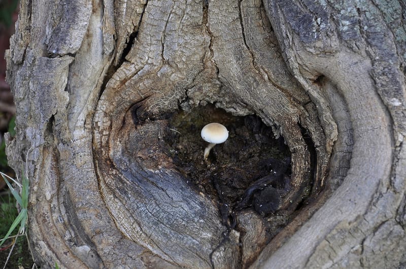 Resilience: Healing Within and Around Us