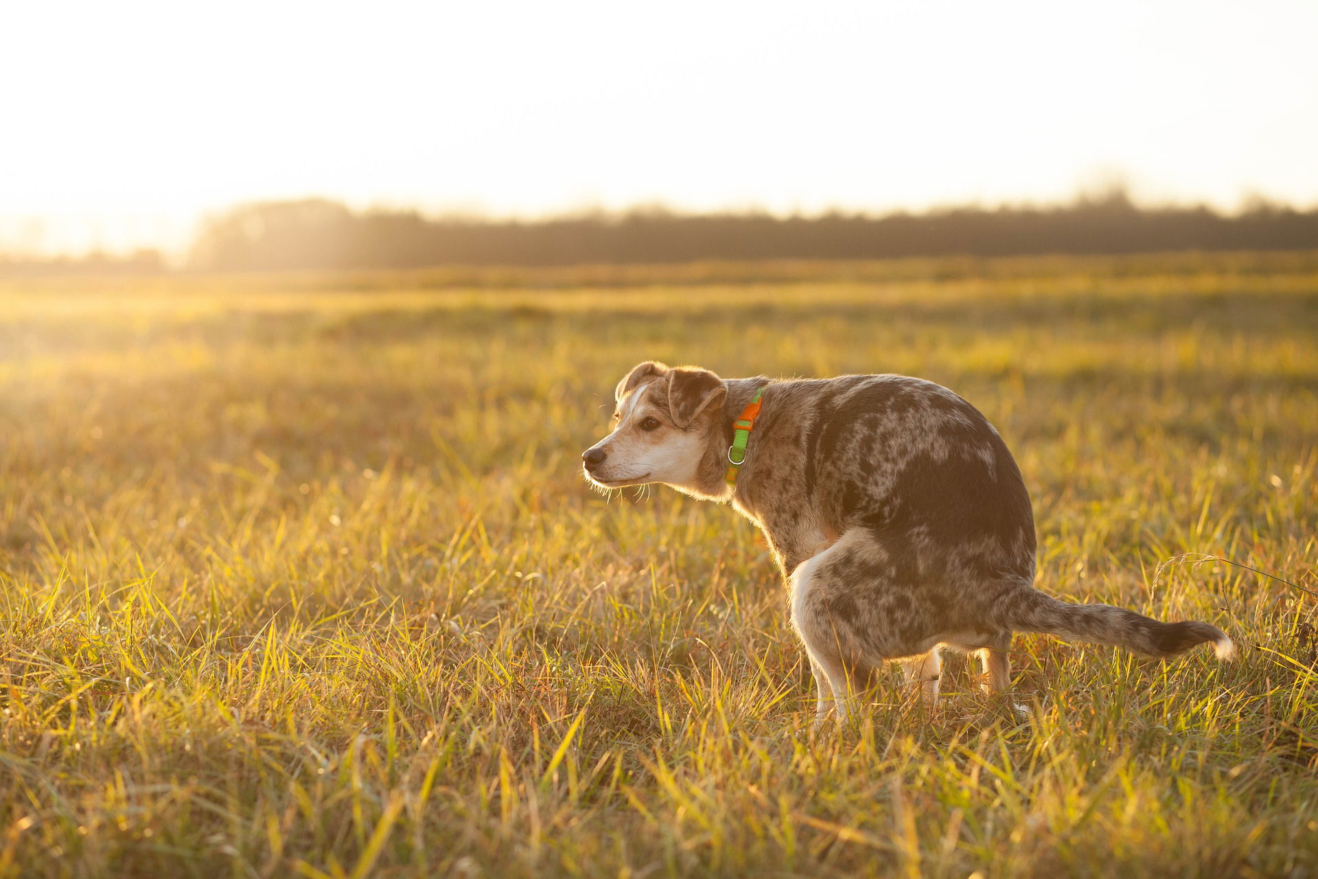 Addressing the Dirty Truth: Common Dog Poop Problems and Solutions