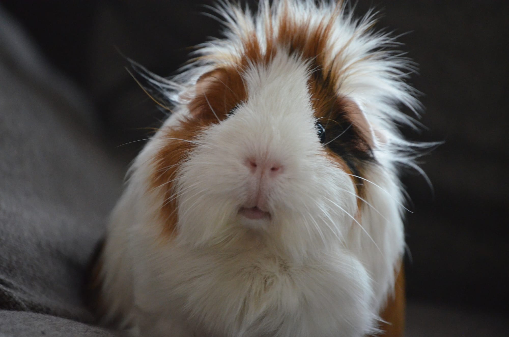 A suitable environment for guinea pigs