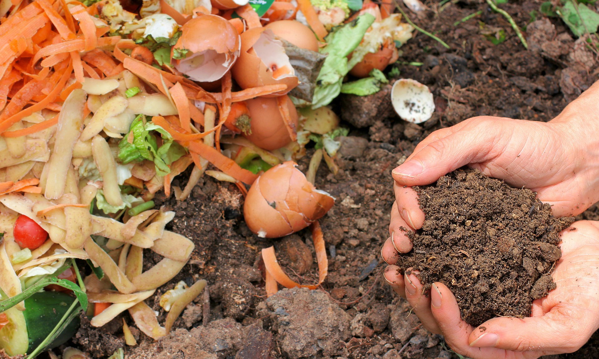 THE SHIFT TOWARDS ORGANIC FERTILIZERS: A SUSTAINABLE APPROACH TO AGRICULTURE