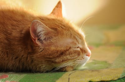 Day Dreaming