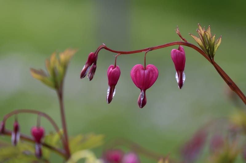 Living Joyfully: Even Jesus wept