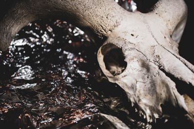 WITCH DOCTOR IN MONTENEGRO