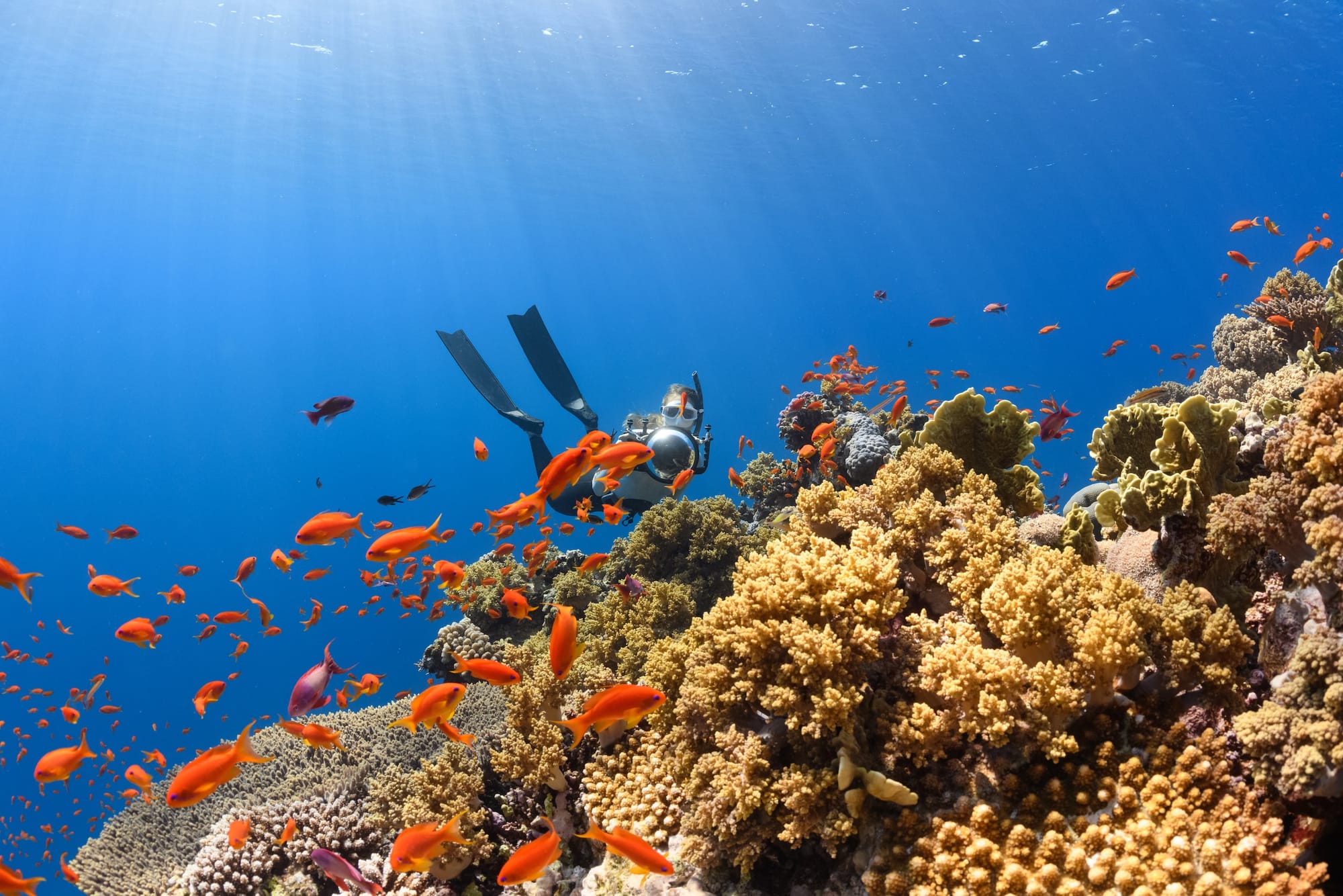 Exploring Abu Galawa Coral Reefs in Yanbu