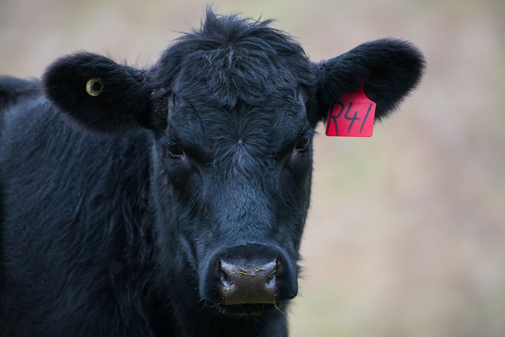 Qué tendencias hay en biotecnología animal?