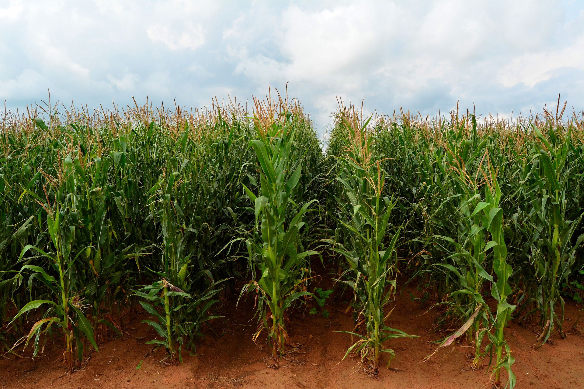 Kenya Breaks 22-Year Sugar Import Cycle, Achieves Maize Self-Sufficiency