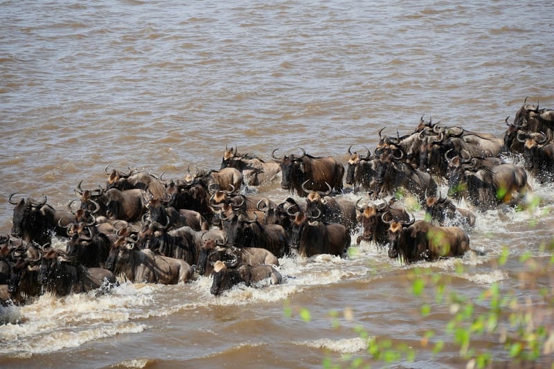 4 Days / 3 Nights  Great Migration Signature