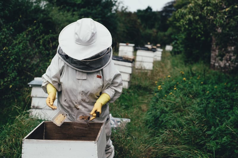 Bee Hive Care and Maintenance