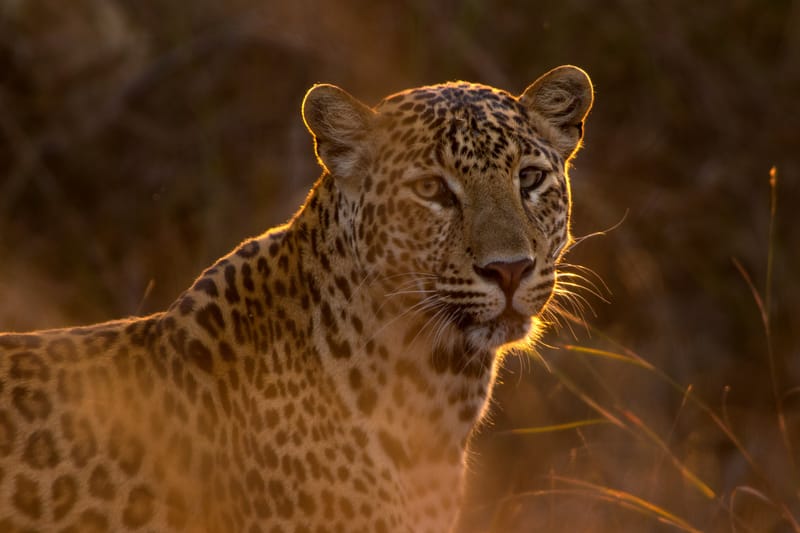 FACTS ABOUT LEOPARDS