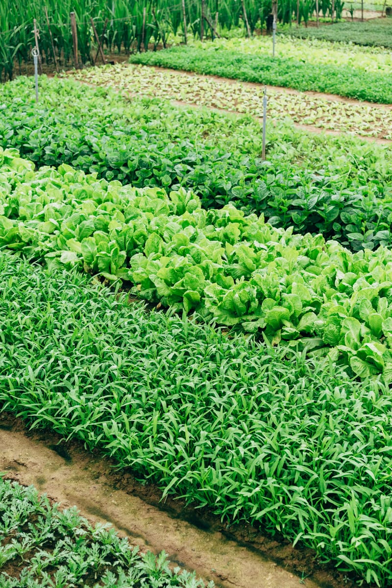 RURAL DEVELOPMENT SUPPORT INITIATIVES